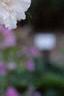 Hibiscus syriacus 'Rosia de Siria', flowers