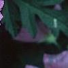 Lavatera thuringiaca, flowers