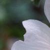 Lavatera 'White Satin', flowers