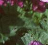 Malva sylvestris, flowers