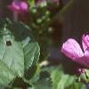 Malva sylvestris, flowers