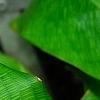 Calathea musaica, leaves