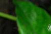 Calathea musaica, leaves
