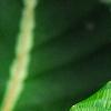 Calathea musaica, leaves