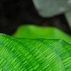 Calathea musaica, leaves