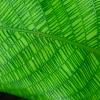 Calathea musaica, leaves