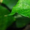 Calathea musaica, leaves