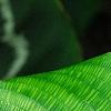 Calathea musaica, leaves