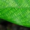 Calathea musaica, leaves