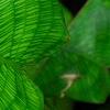 Calathea musaica, leaves