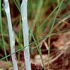 Monotropa uniflora, habit