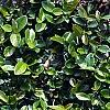 Ficus pumila, leaves