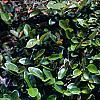 Ficus pumila, leaves
