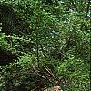 Morus alba 'Pendula', habit