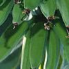 Musa spp., fruit