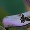 Musa violacea, flowers