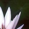 Nymphaea 'Wood's Blue Goddess', flowers