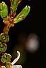 Abeliophyllum distichum, flowers