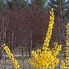 Forsythia 'Golden Times', habit