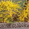 Forsythia x 'Courtasol', habit