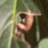Forsythia x intermedia, leaves