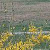 Forsythia 'Northern Gold', habit