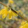 Forsythia suspensa var. sieboldii, flowers