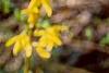Forsythia suspensa var. sieboldii, flowers