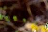 Forsythia suspensa var. sieboldii, flowers