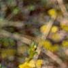 Forsythia suspensa var. sieboldii, flowers