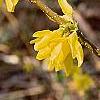 Forsythia suspensa var. sieboldii, flowers
