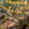 Forsythia suspensa var. sieboldii, flowers