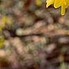 Forsythia suspensa var. sieboldii, flowers