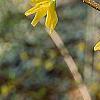 Forsythia suspensa var. sieboldii, flowers