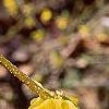 Forsythia suspensa var. sieboldii, flowers