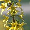 Forsythia viridissima 'Klein', flowers
