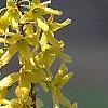 Forsythia viridissima 'Klein', flowers