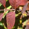 Forsythia viridissima var. koreana, fall color