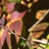 Forsythia viridissima var. koreana, fall color