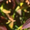 Forsythia viridissima var. koreana, fall color