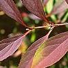 Forsythia viridissima var. koreana, fall color