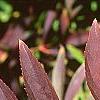 Forsythia viridissima var. koreana, fall color