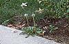 Ligustrum amurense, habit