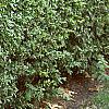 Ligustrum amurense, habit