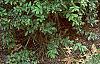 Ligustrum amurense, habit