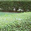 Ligustrum amurense, habit