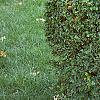 Ligustrum amurense, habit