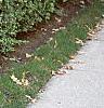 Ligustrum amurense, habit