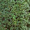 Ligustrum amurense, habit