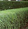 Ligustrum amurense, habit